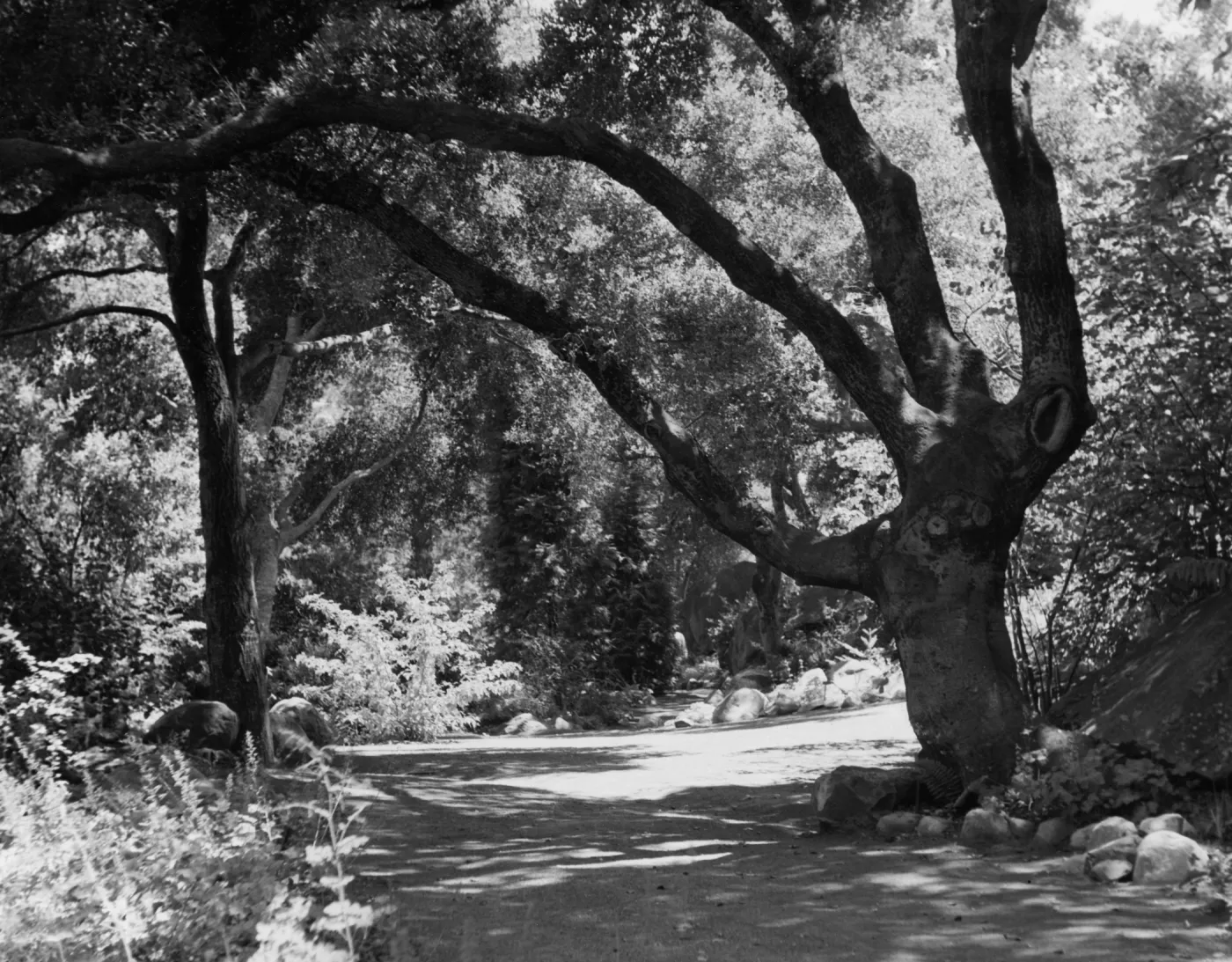 SBBG Arroyo Trail under oaks