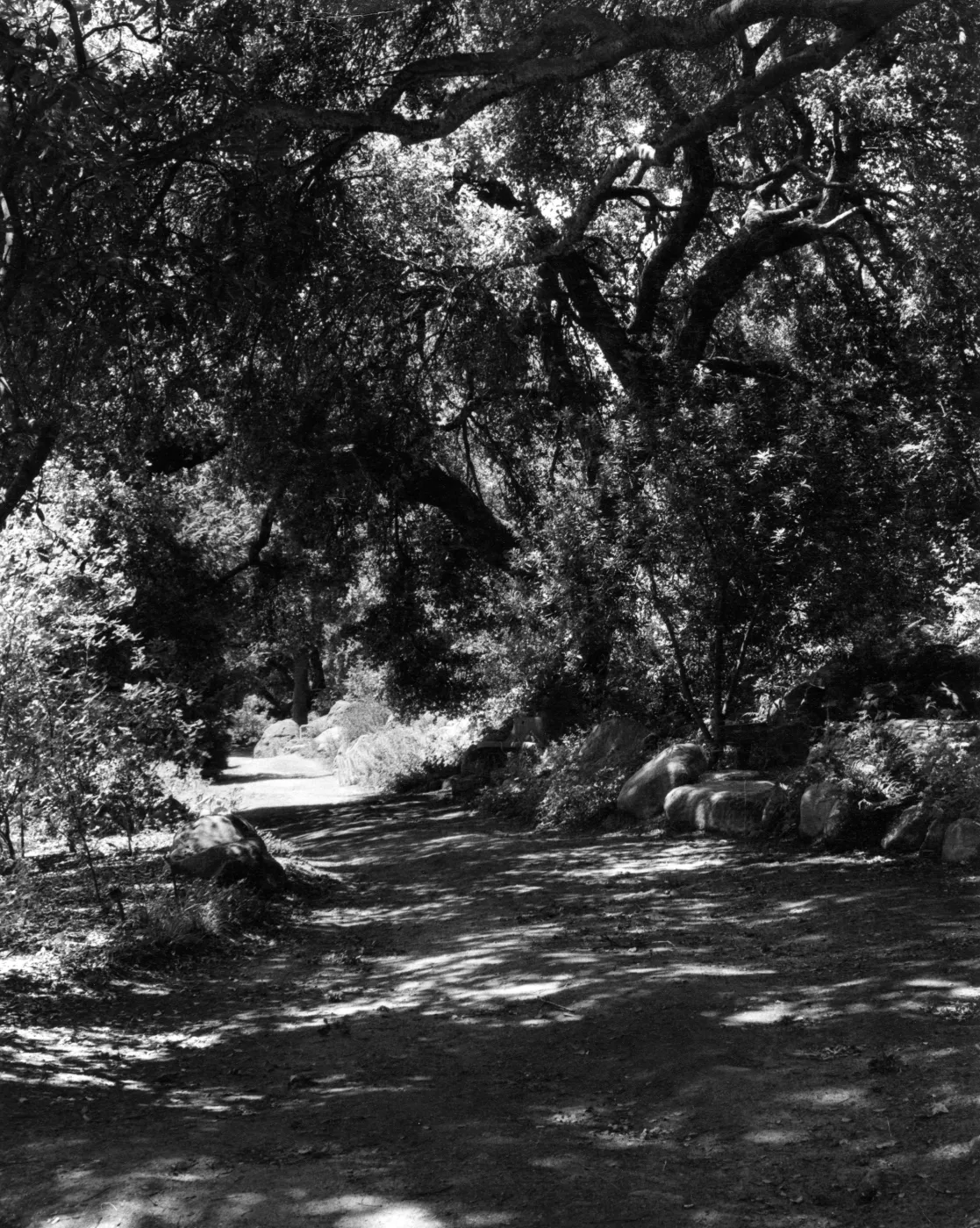 SBBG Arroyo Section, Upper Arroyo Trail