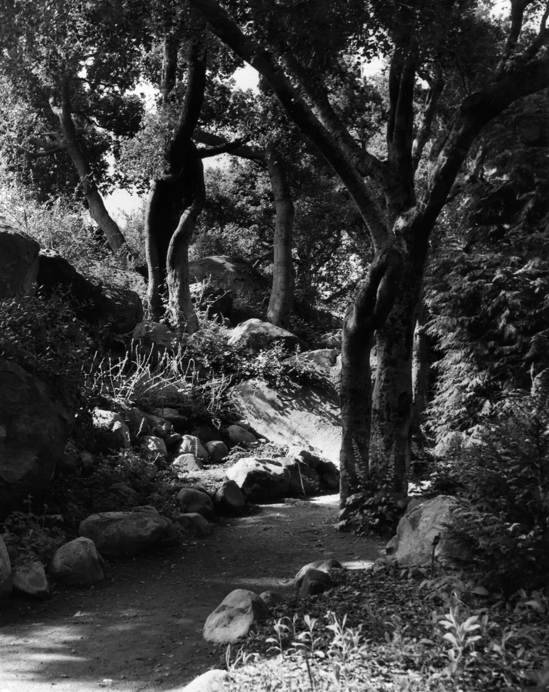 SBBG Arroyo Section, Lower Arroyo Trail