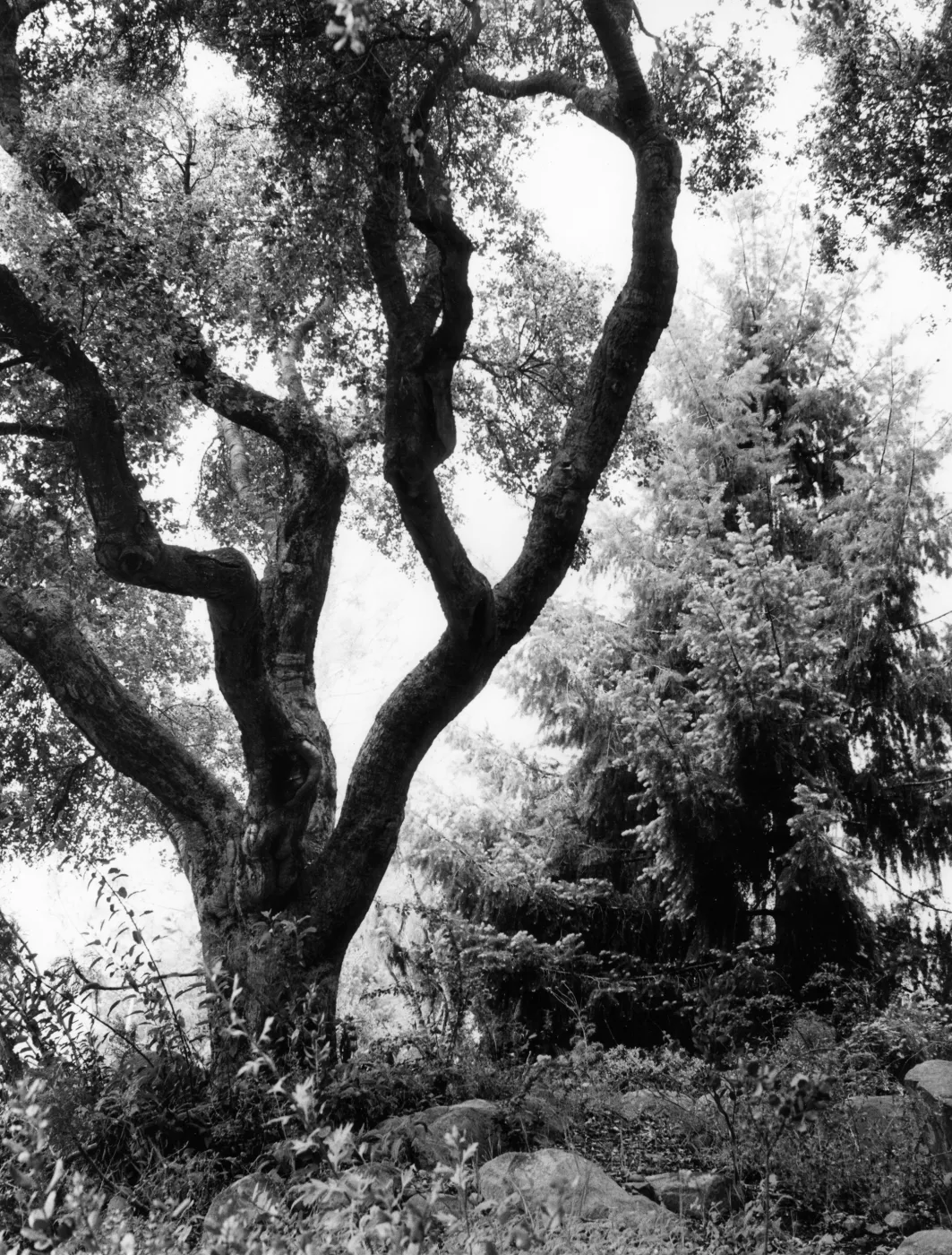 SBBG Arroyo Section