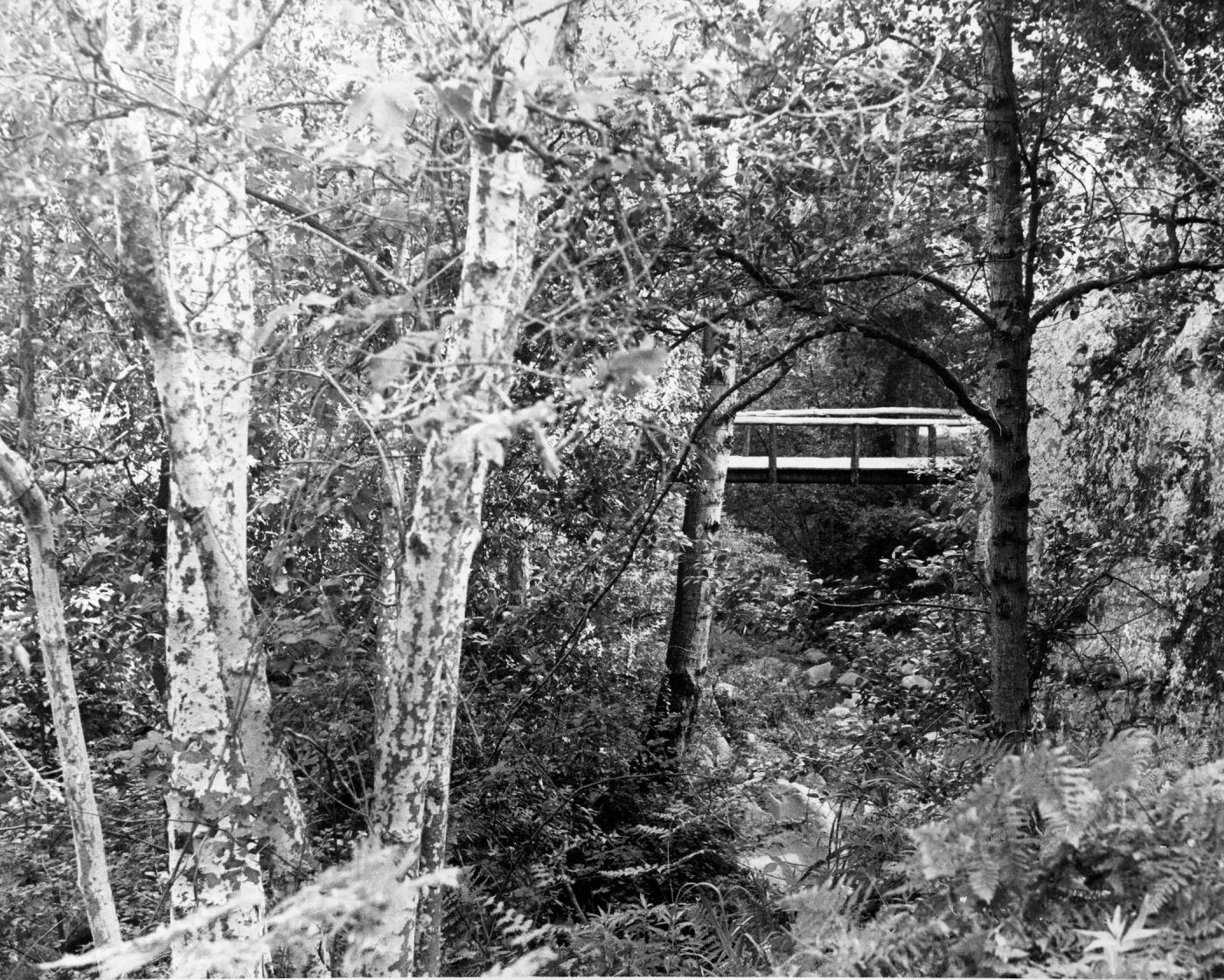 SBBG Campbell Bridge, Mission Canyon