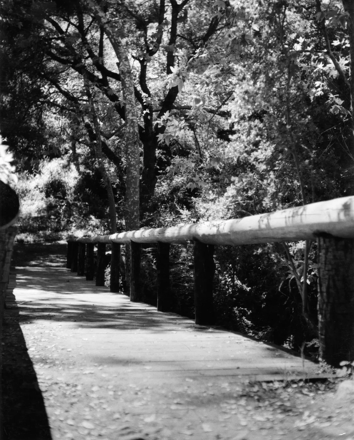 Campbell Bridge, SBBG