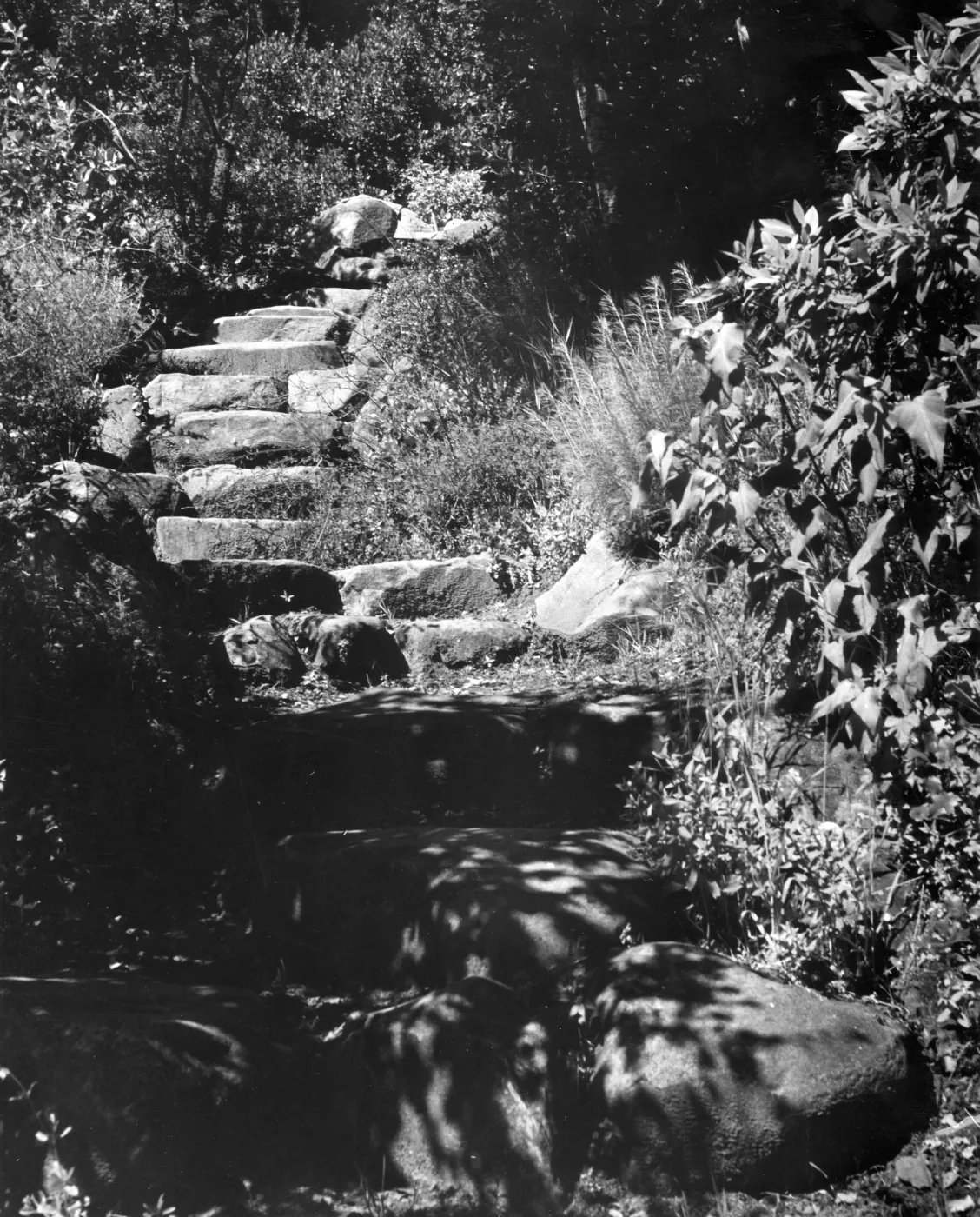 stone steps, Campbell Trail, SBBG