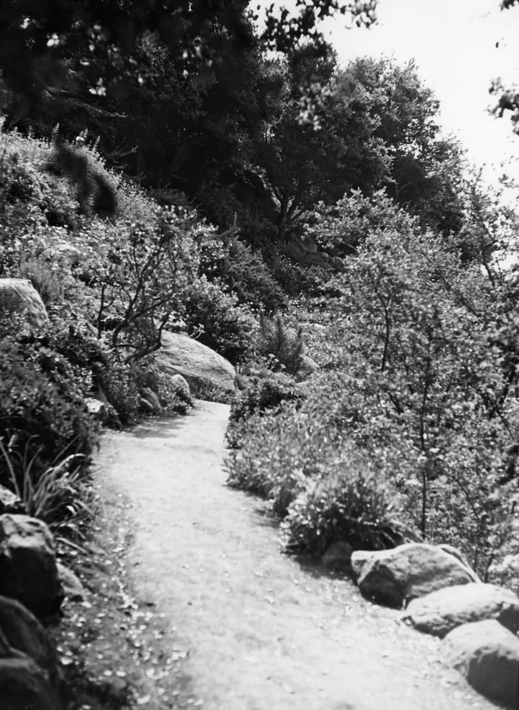 Campbell Trail, SBBG