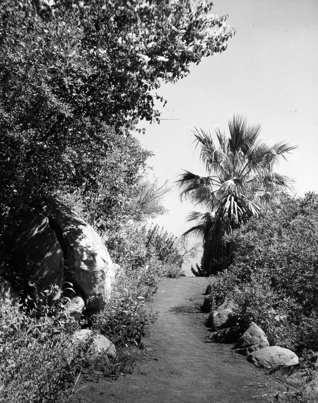Campbell Trail, SBBG