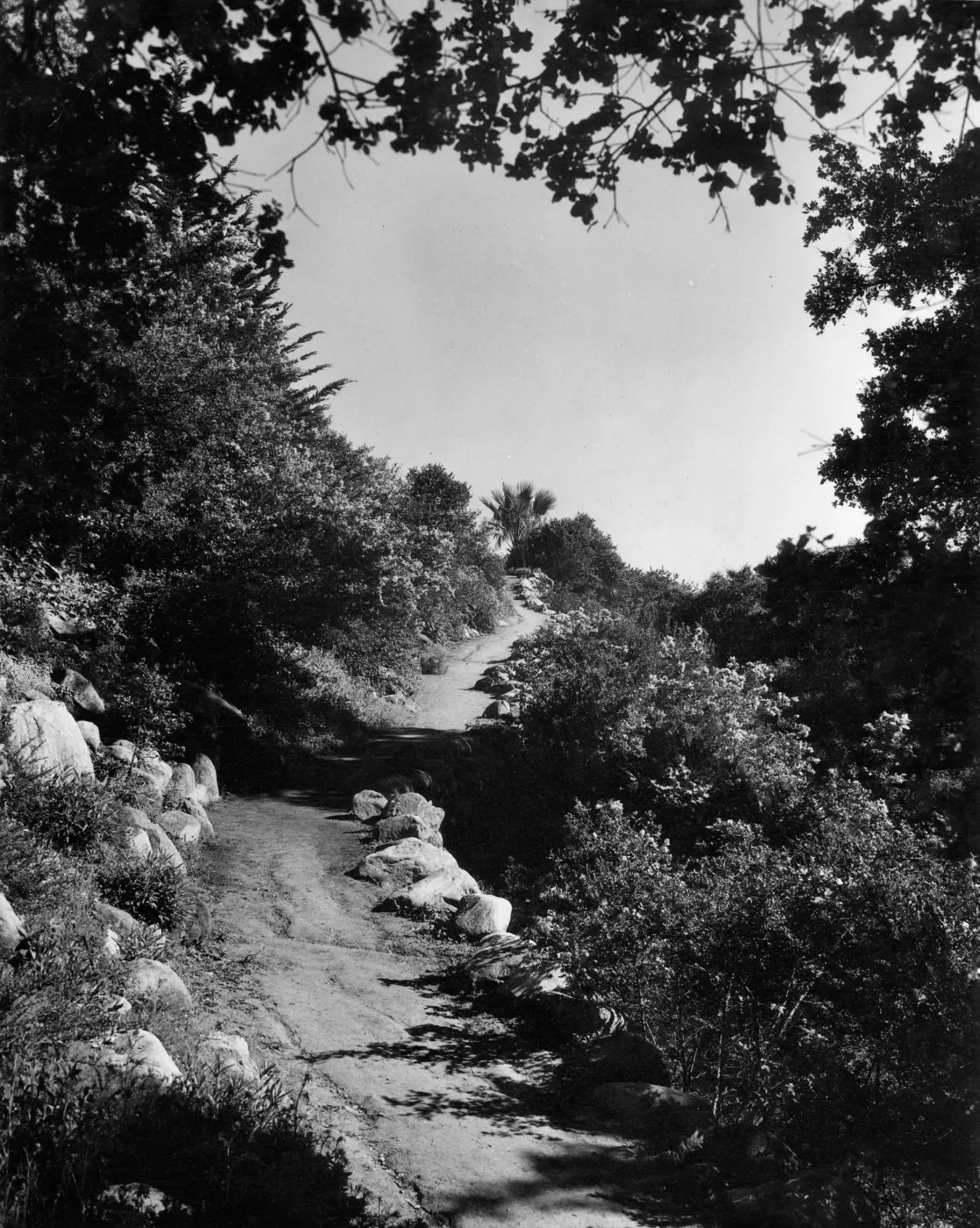 Campbell Trail, SBBG
