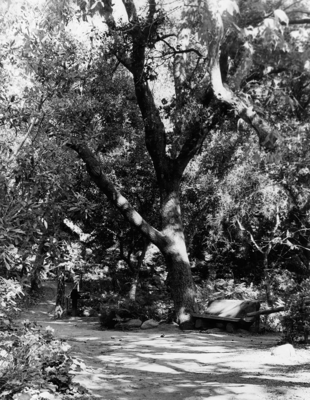 Campbell Trail, SBBG