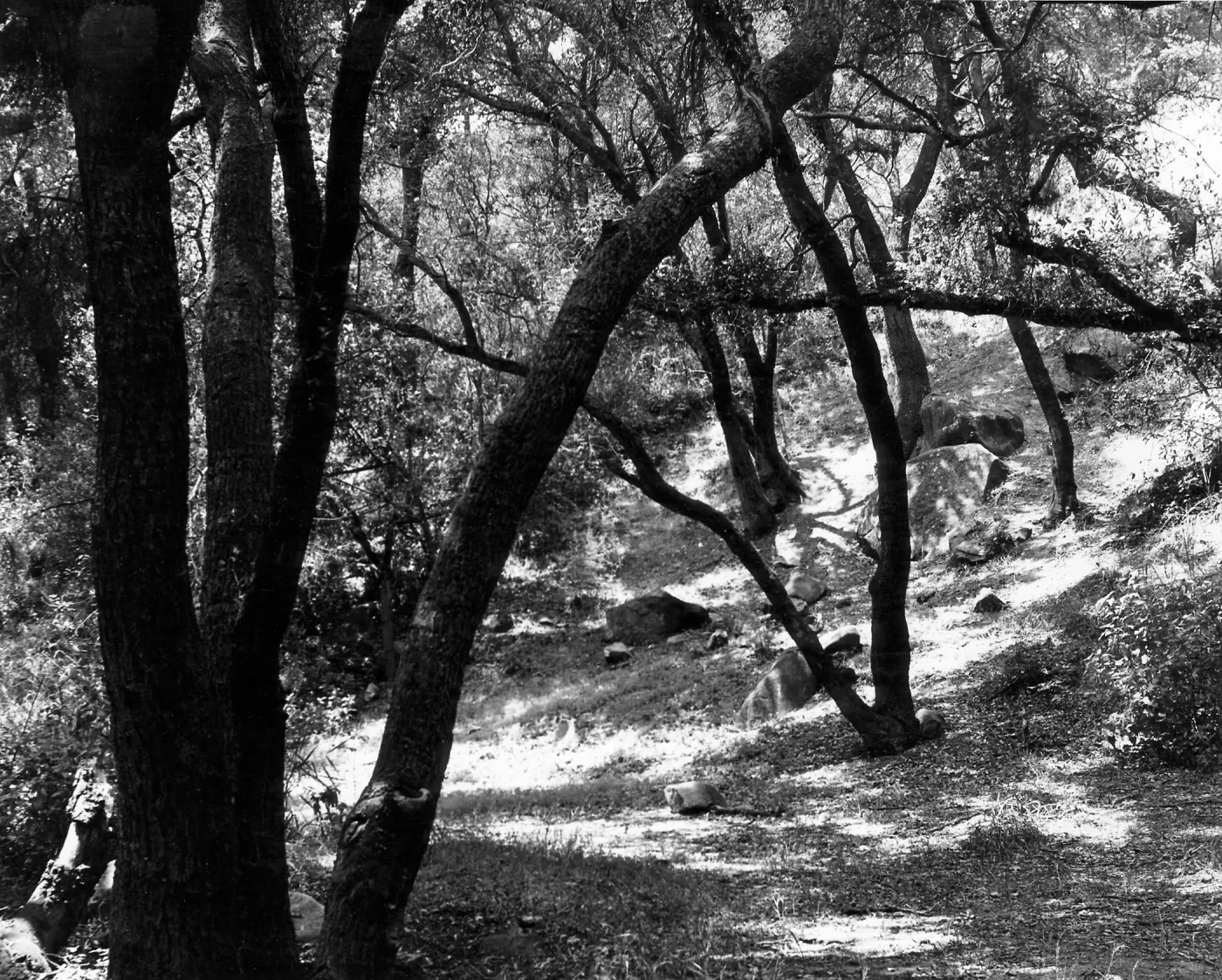 Canyon Section, SBBG