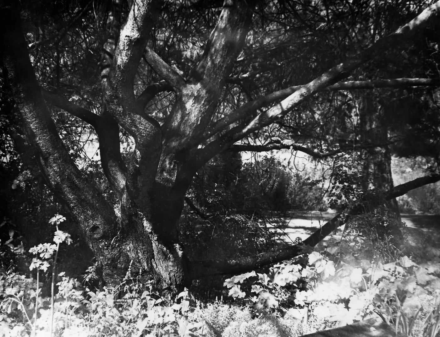 Canyon Section, SBBG