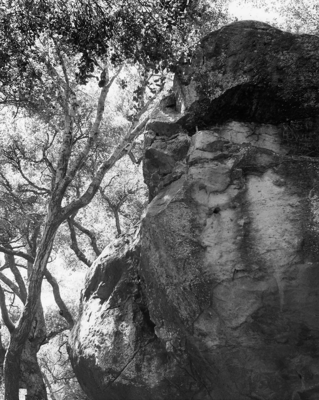 Canyon Section, SBBG