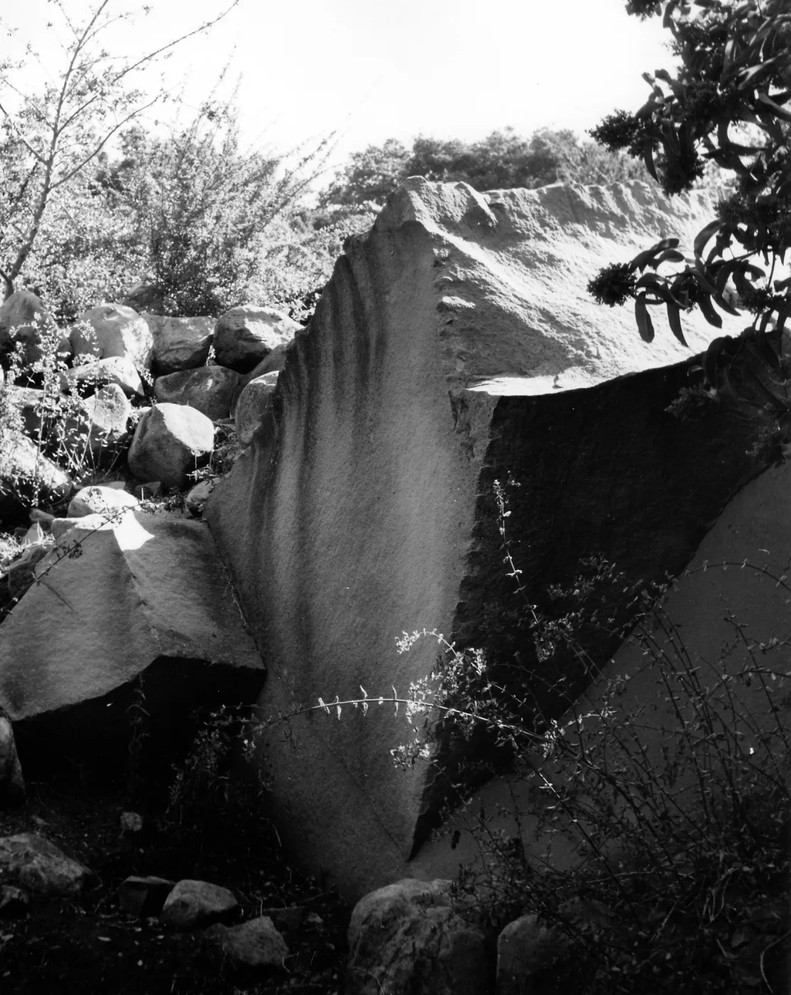 Canyon Wall, Canyon Trail, at the edge of the Ceanothus section
