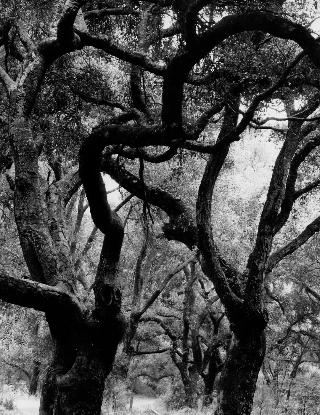 Oaks in Mission Canyon