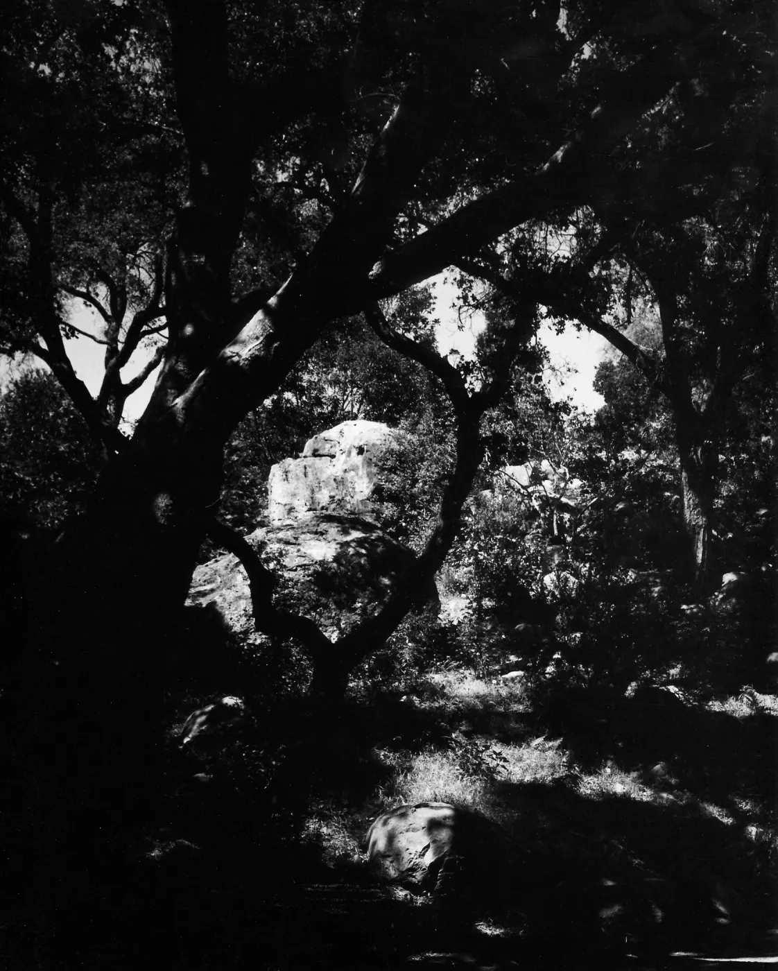 Canyon Section, SBBG