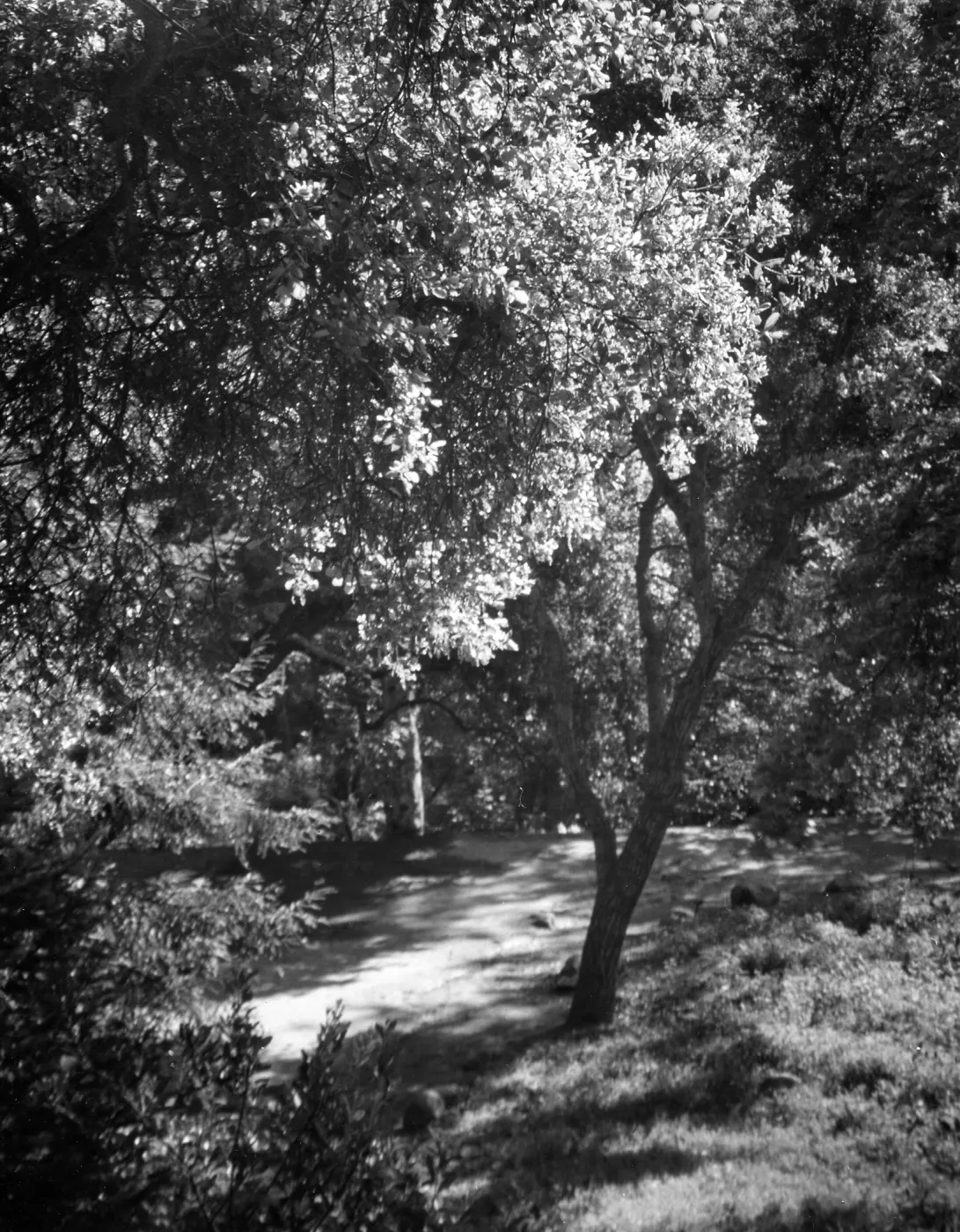 Canyon Section, SBBG