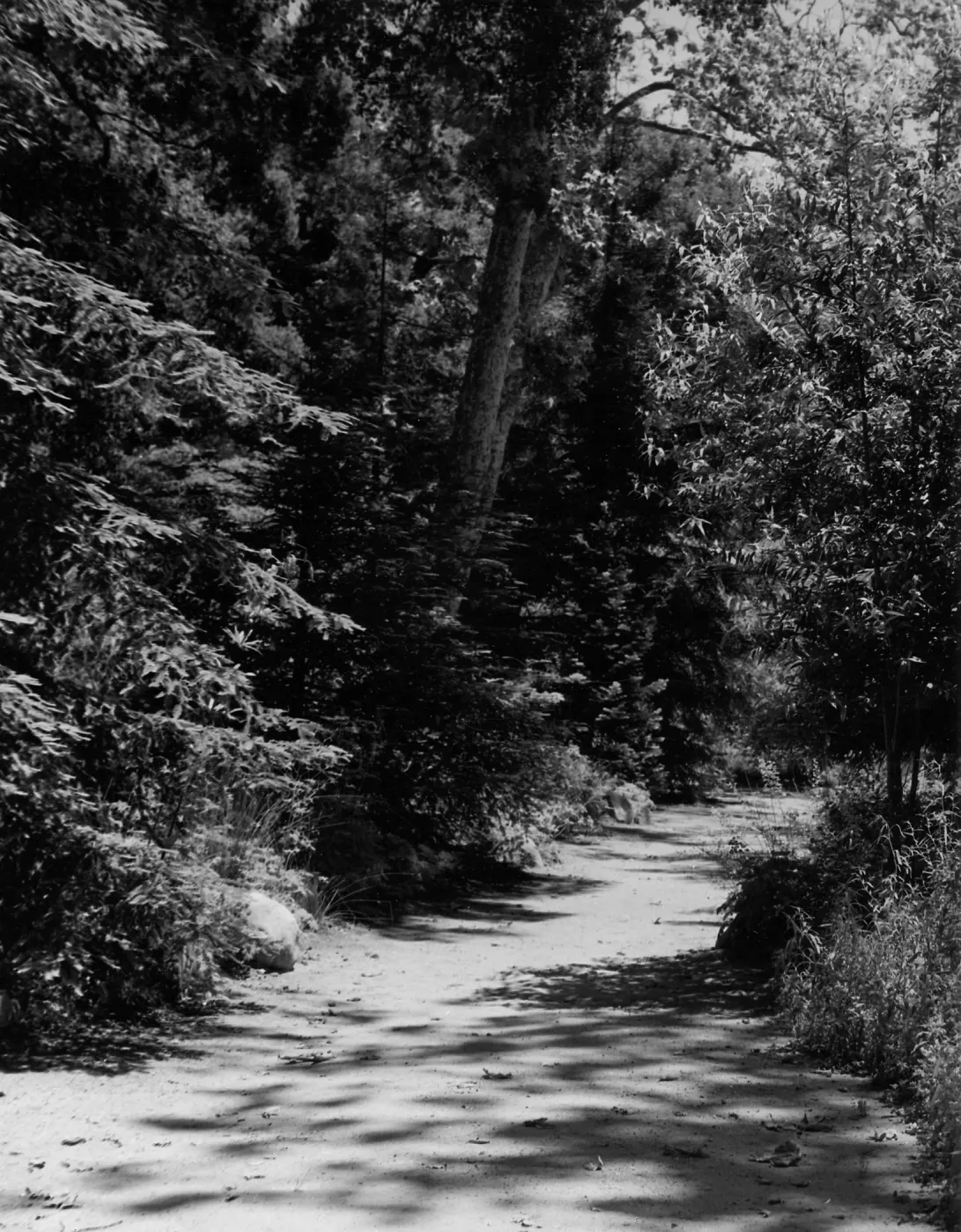 Canyon Section, SBBG