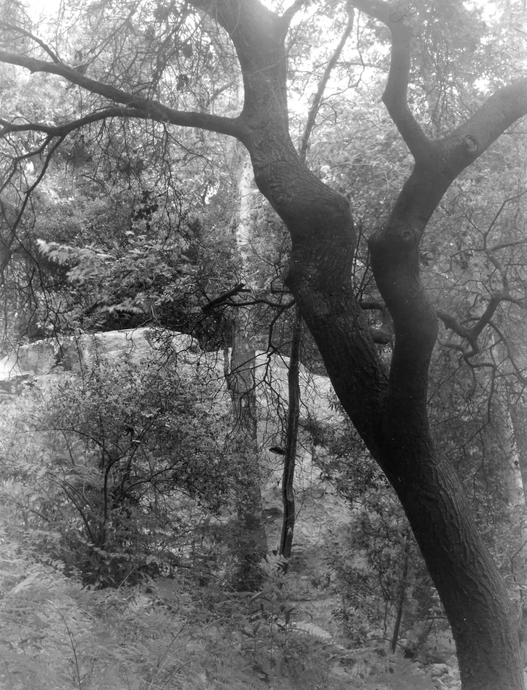 Tree in fog, Canyon Section, SBBG