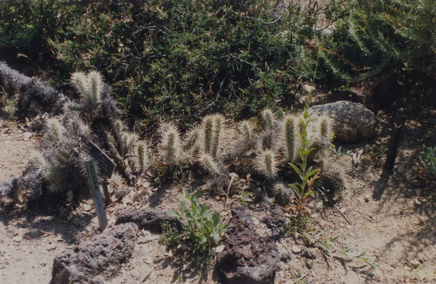 Desert Section, SBBG
