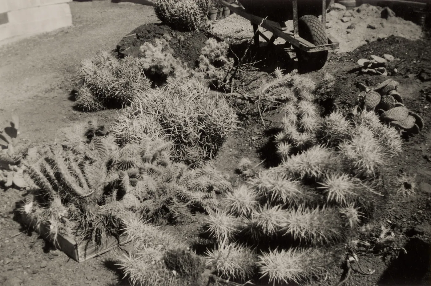 Desert Section, SBBG