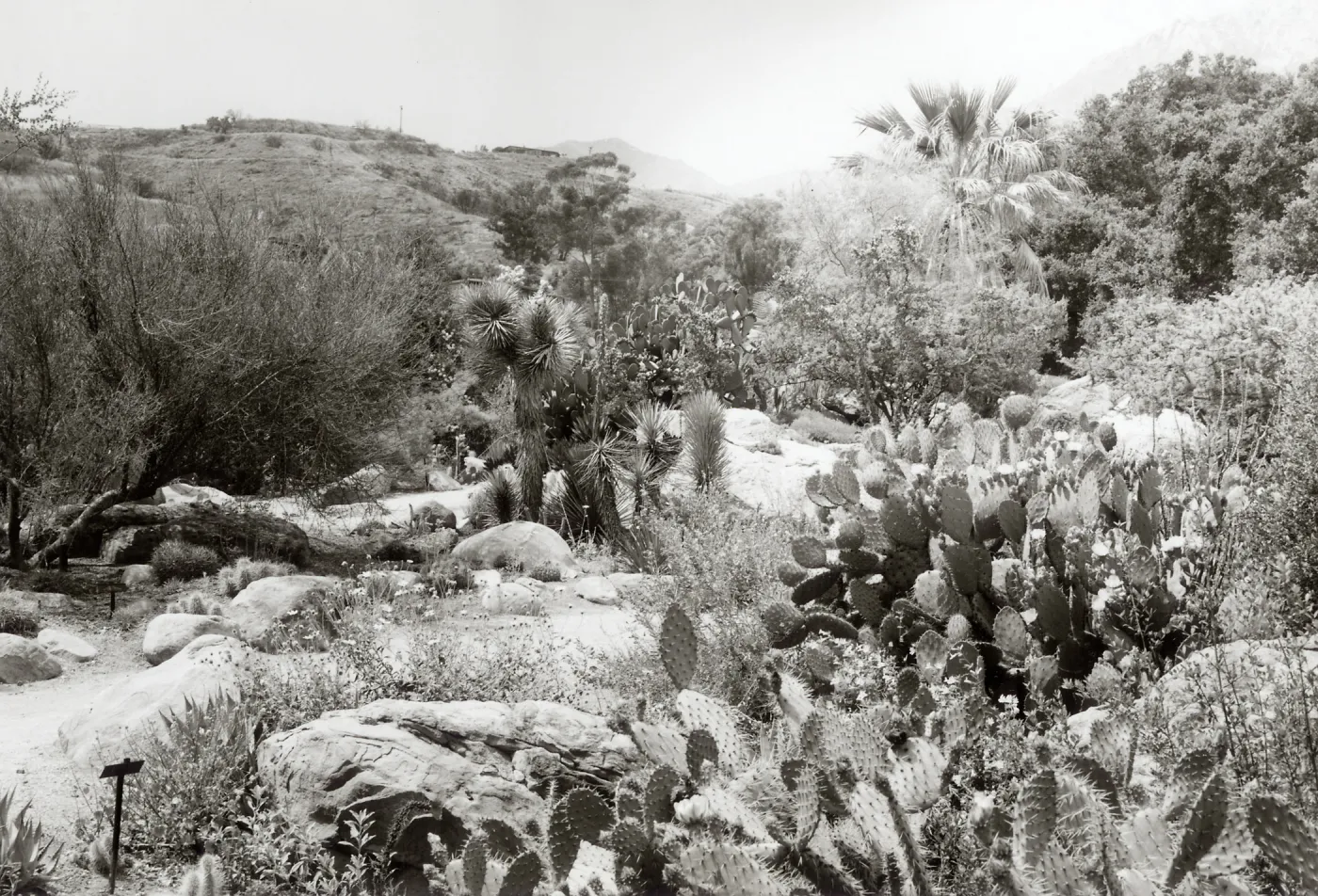 Desert Section, SBBG