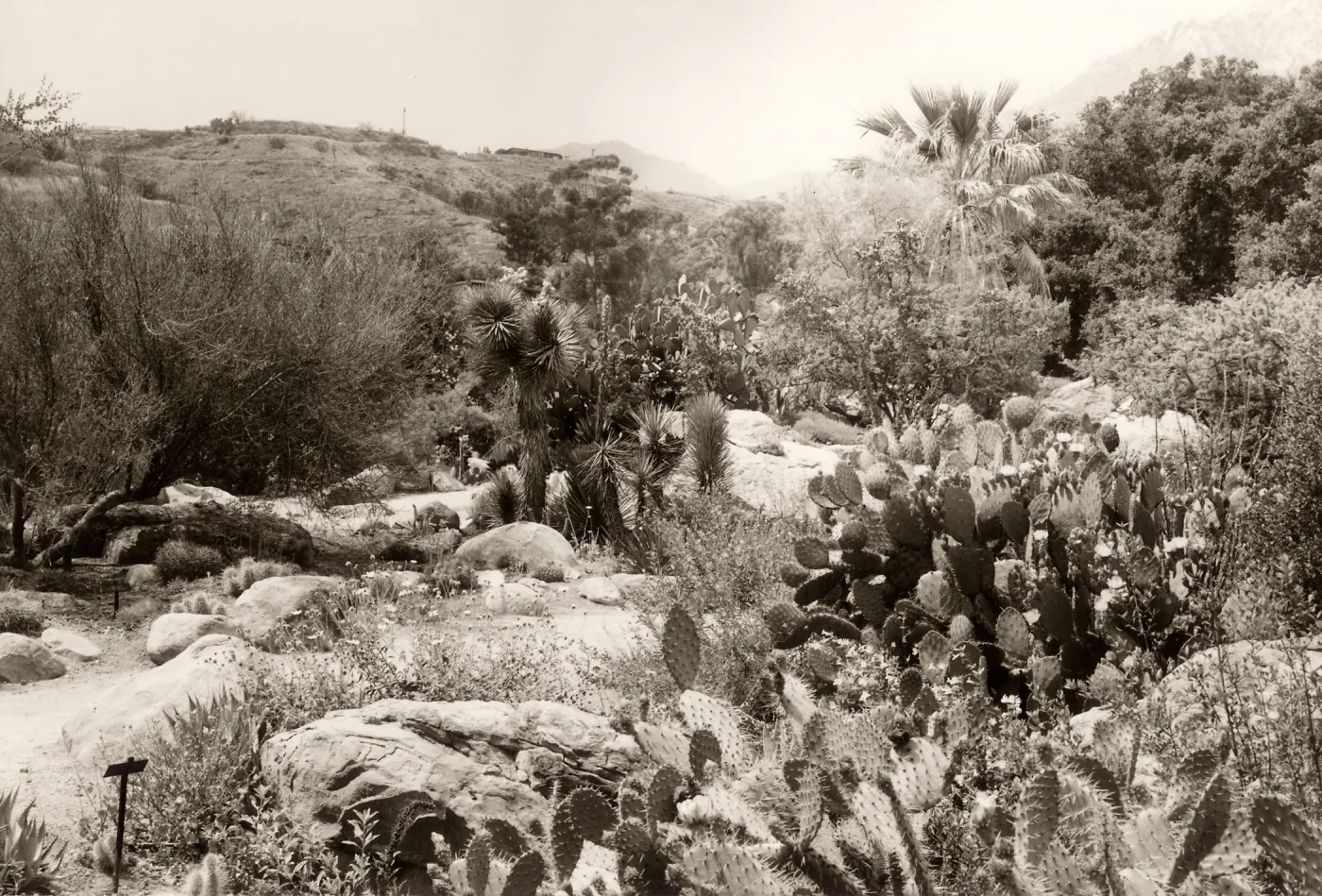 Desert Section, SBBG