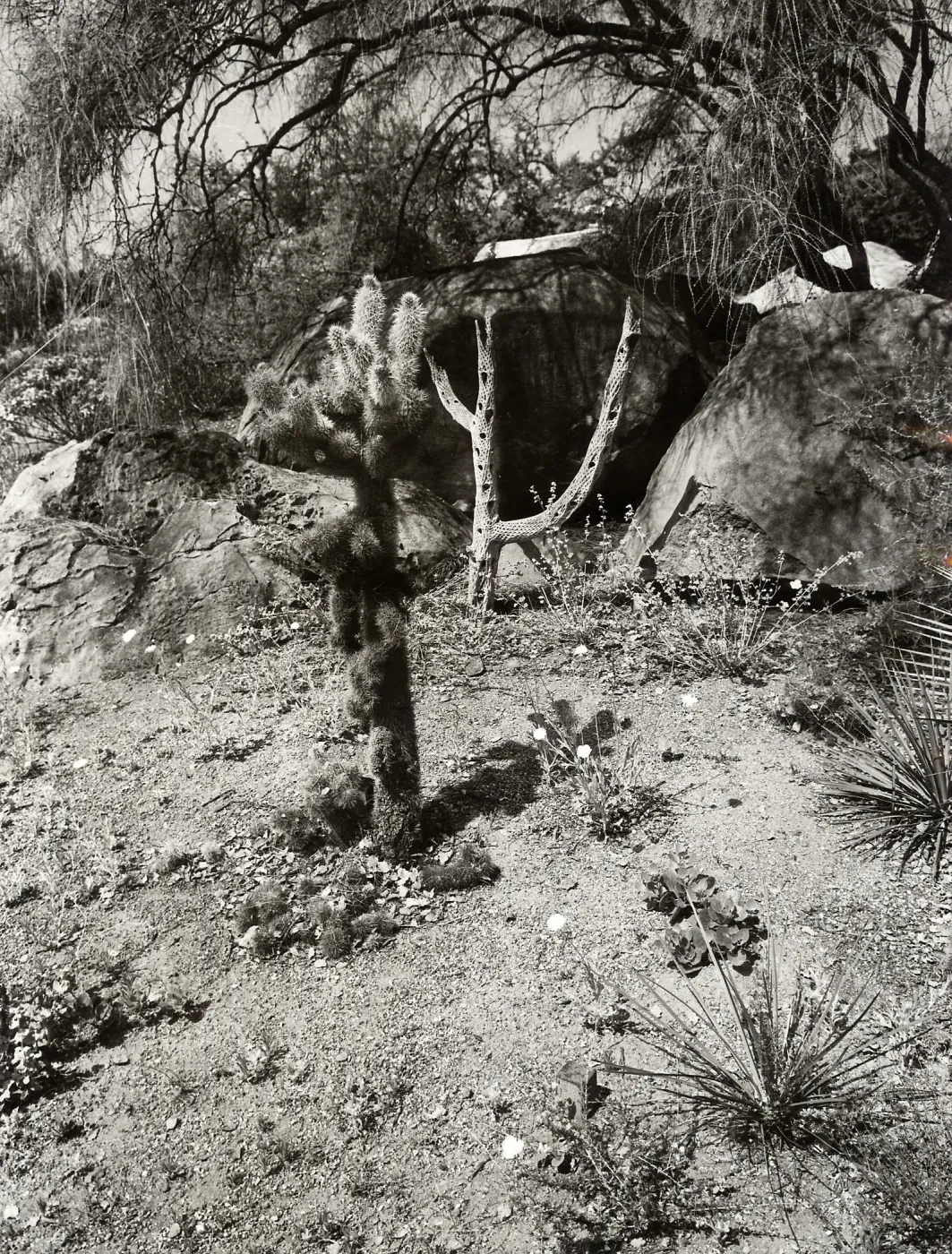 Cholla in Desert Section, SBBG