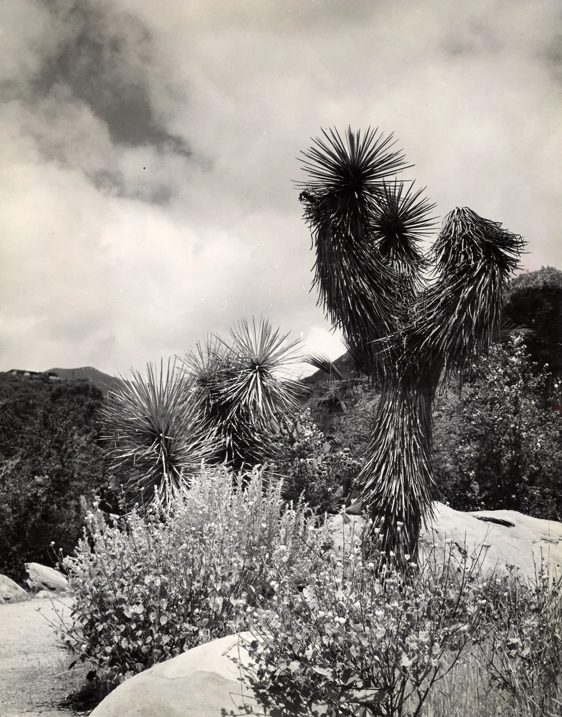 Joshua Trees, SBBG