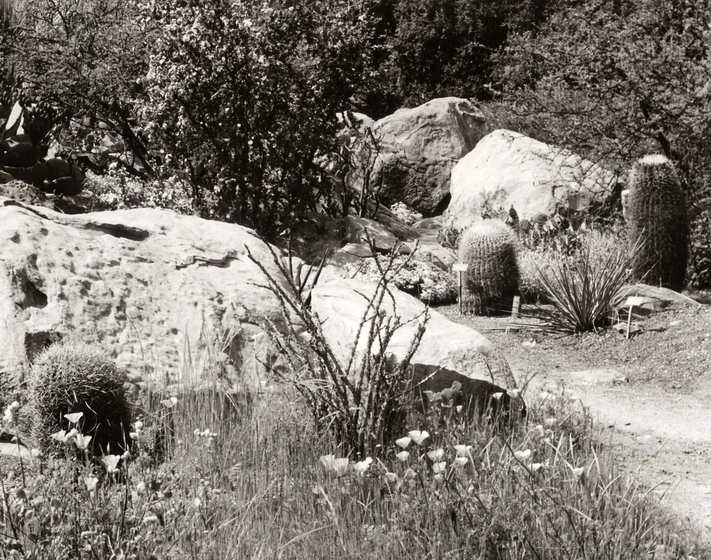 Desert Section, SBBG