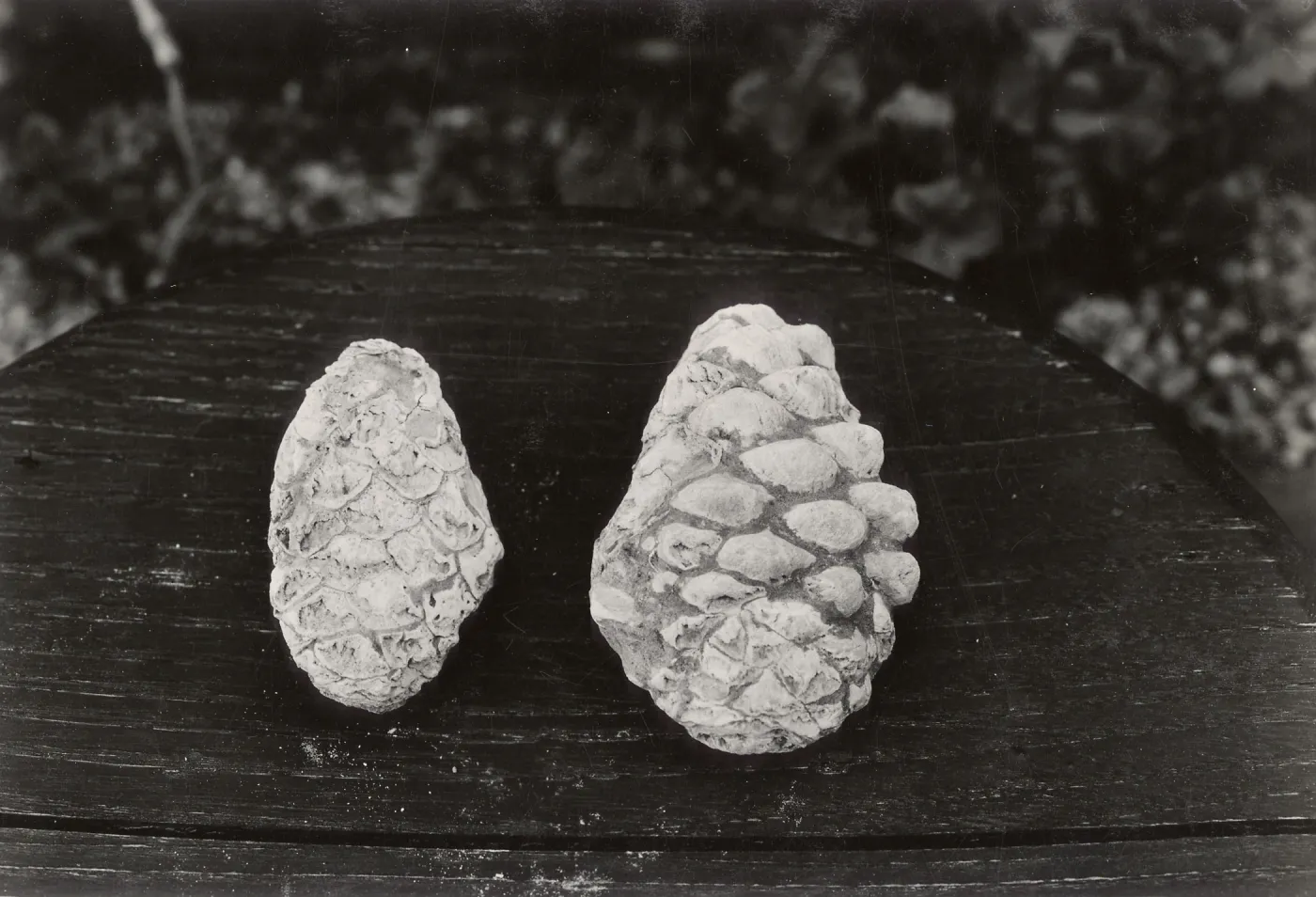 Fossil pine cones (Miocene): Pinus radiata