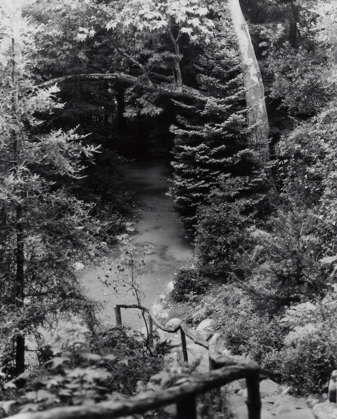 Indian Steps and canyon path, Redwood Section