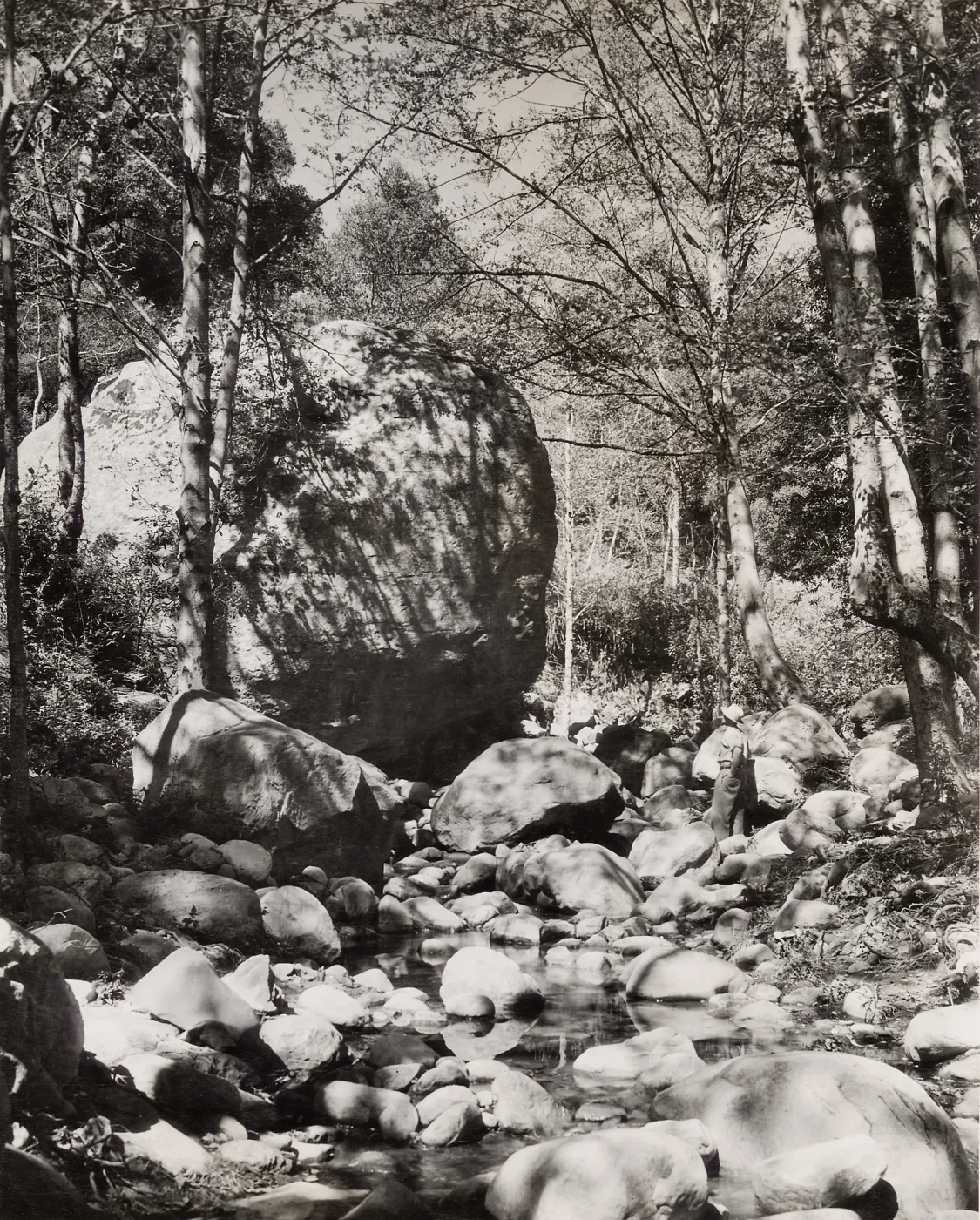 Mission Creek on the grounds of SBBG with white alders along the stream edge