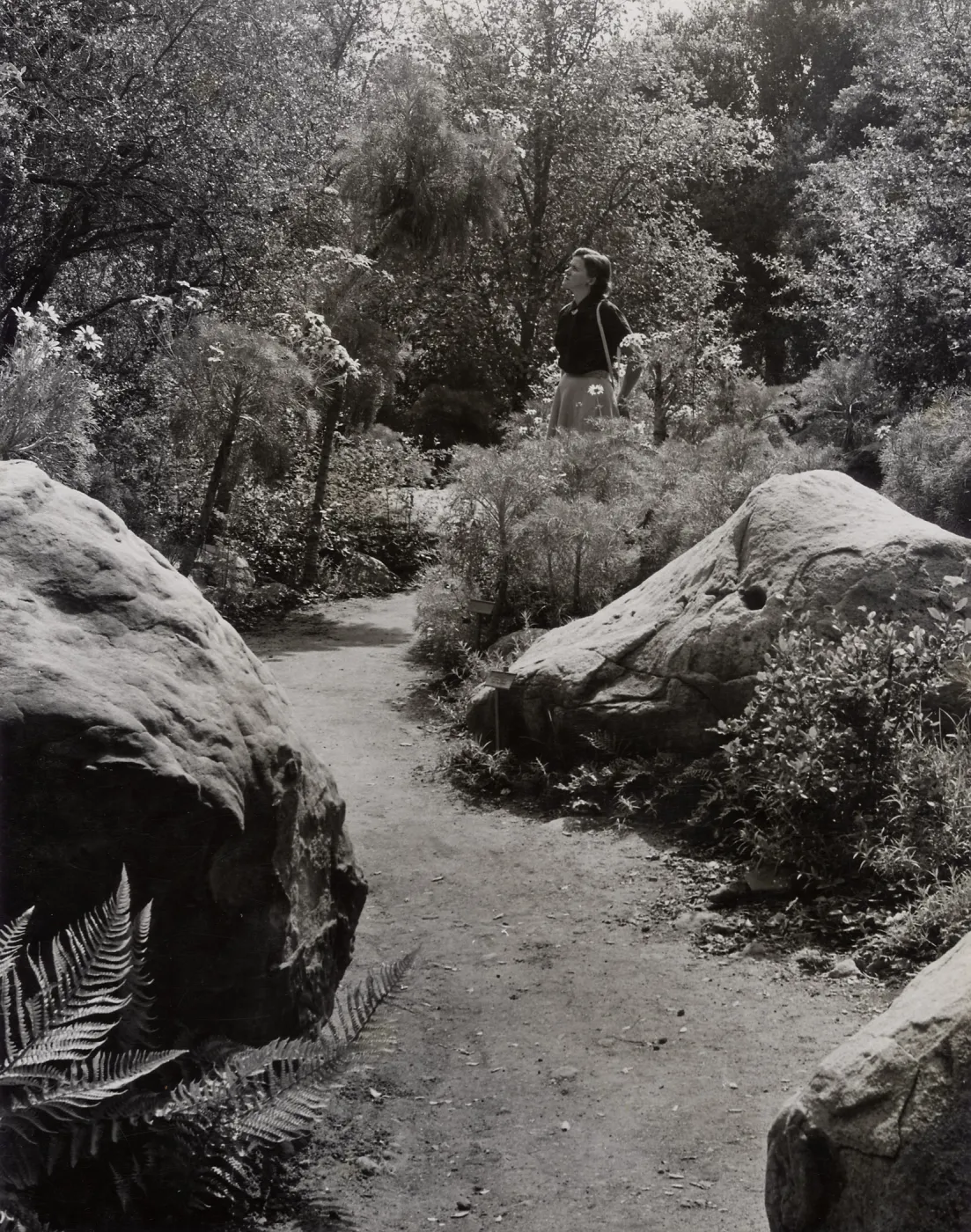 Coreopsis gigantea, Manzanita Section