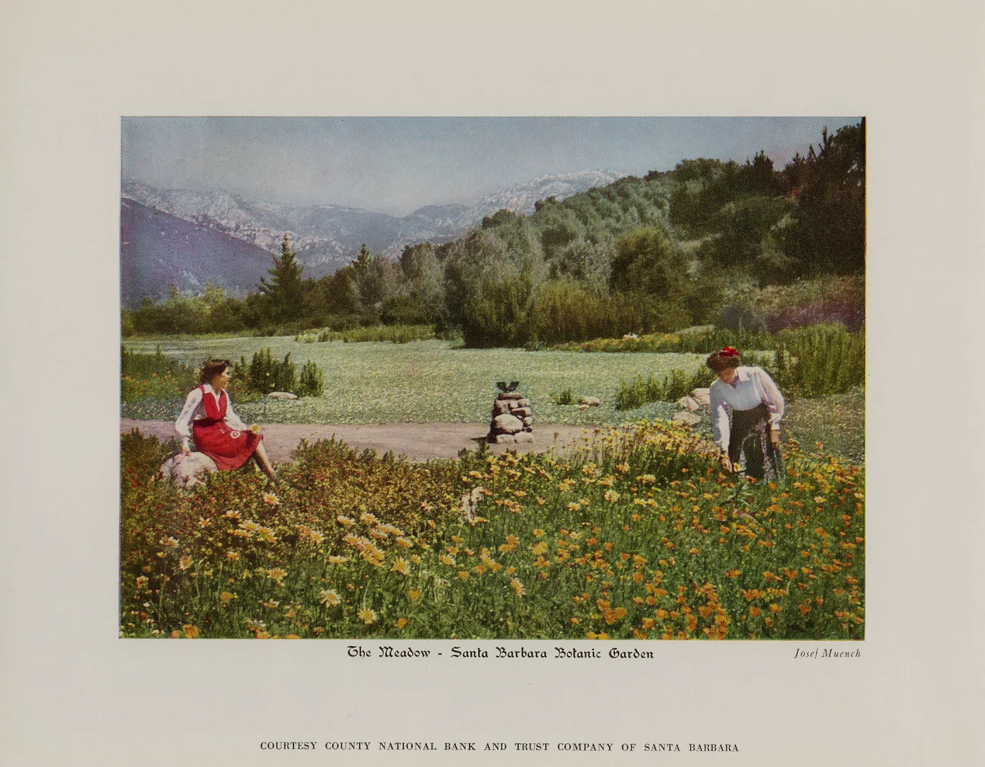 The Meadow