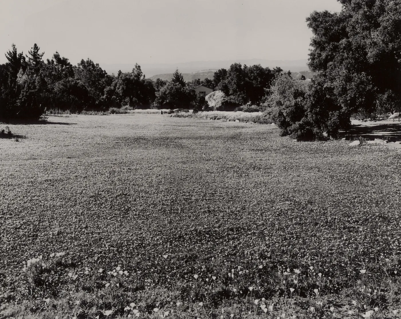 SBBG, Strawberry Meadow, Channel Island View, © Josef Muench