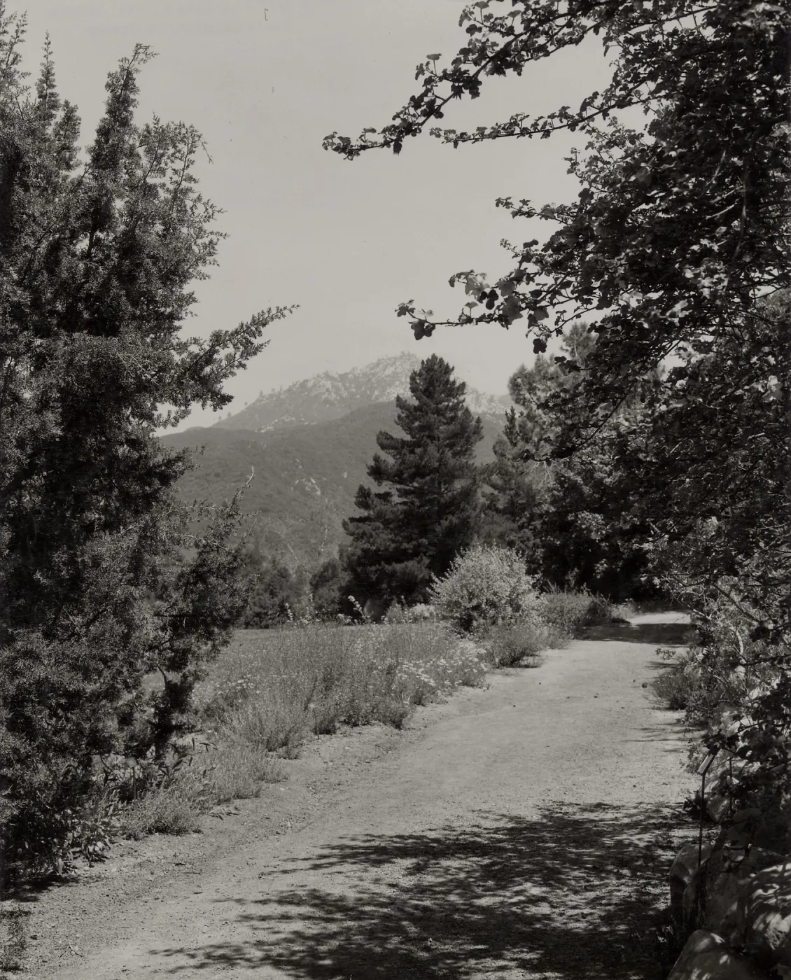 SBBG, Meadow Pathway, mountain view