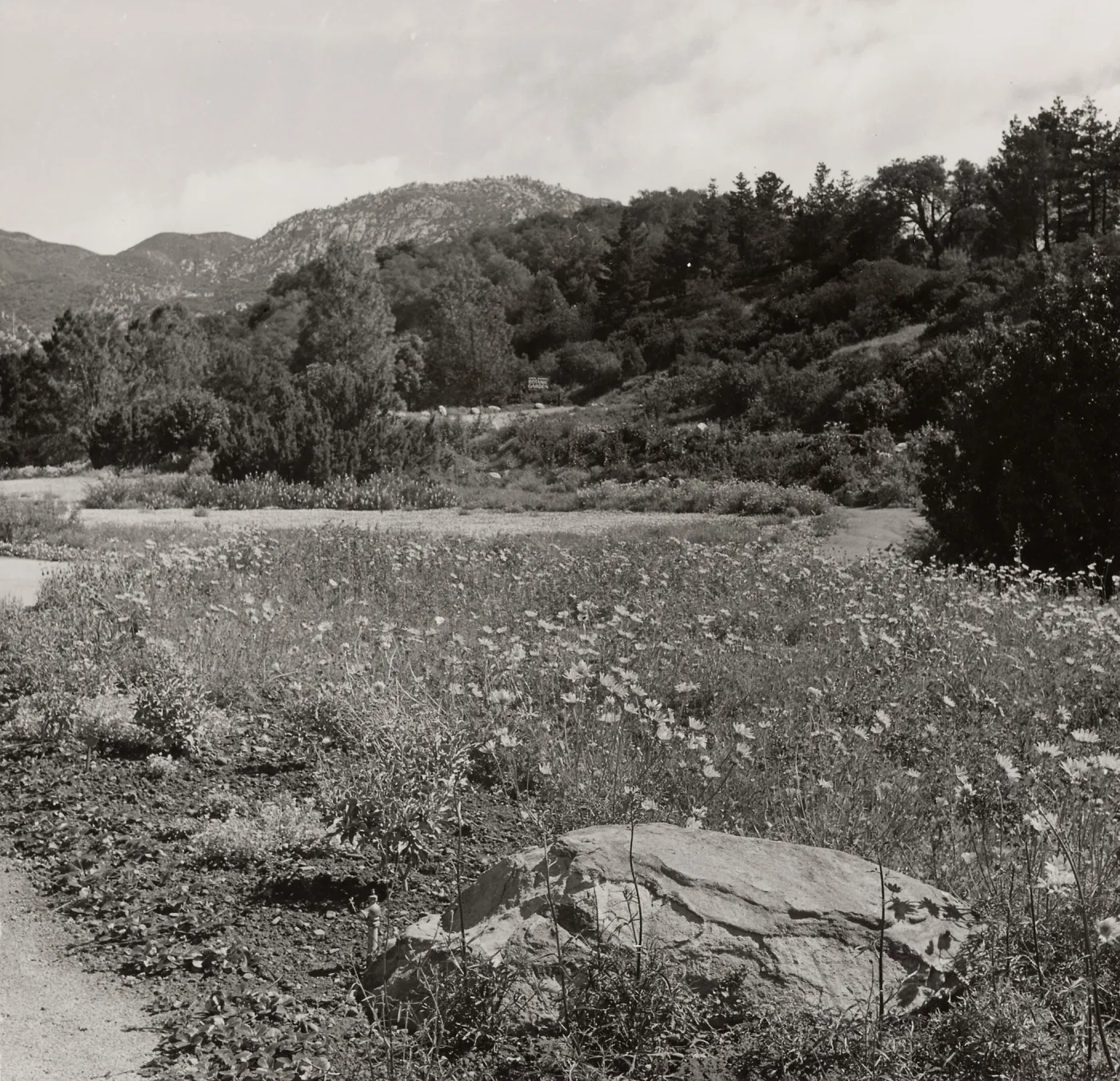 SBBG, Meadow, Mountain view