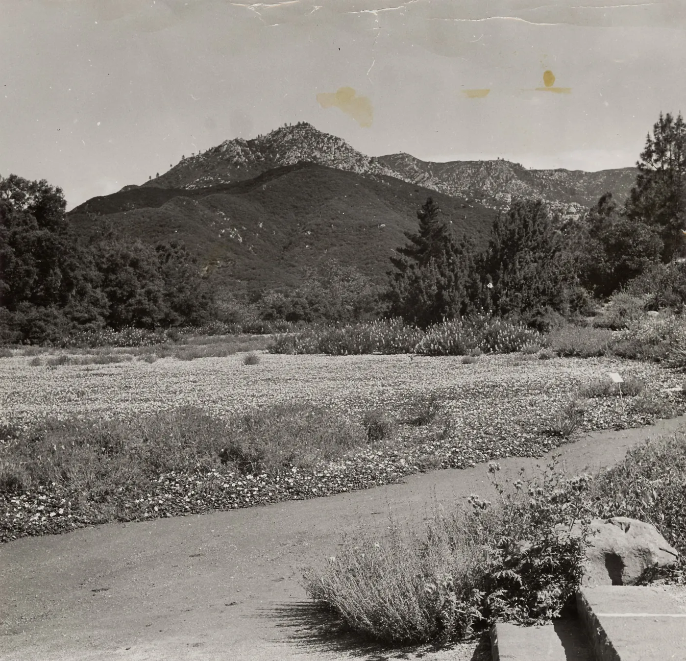 SBBG, Meadow, Mountain view