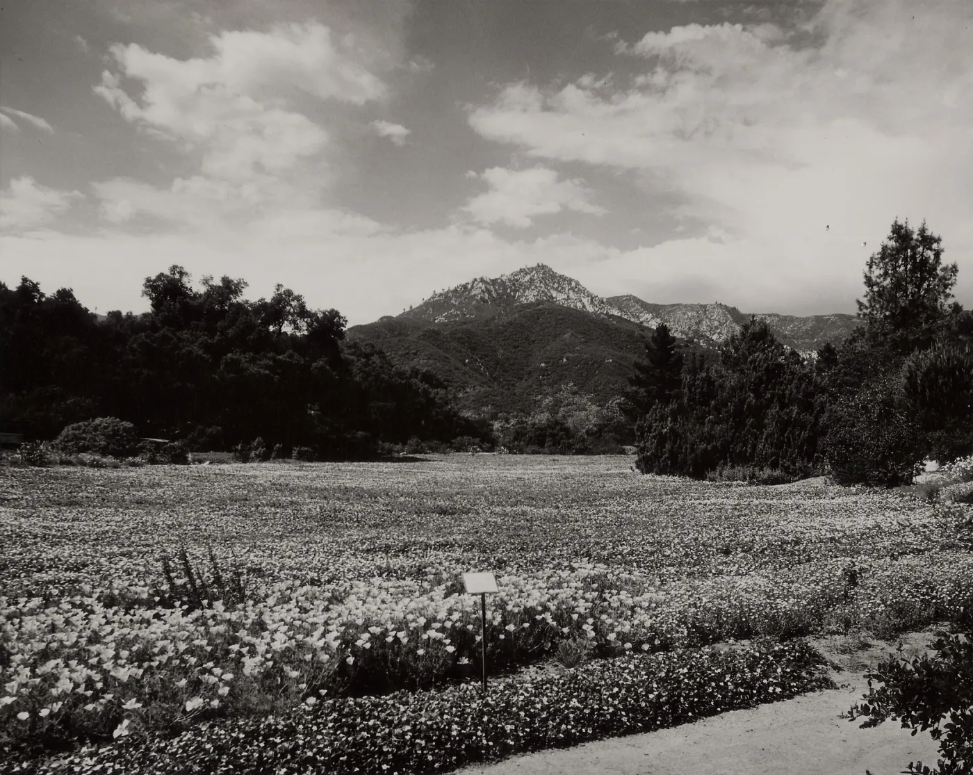 SBBG, Meadow, Mountain view