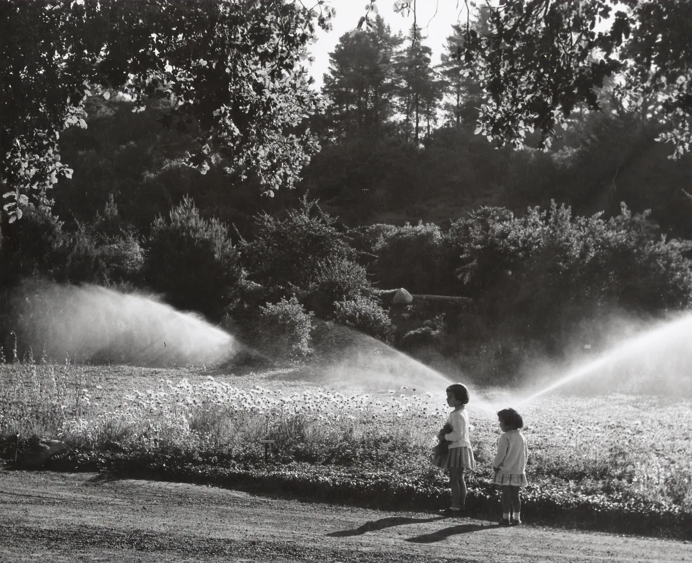 children enjoy the Meadow, overhead irrigation