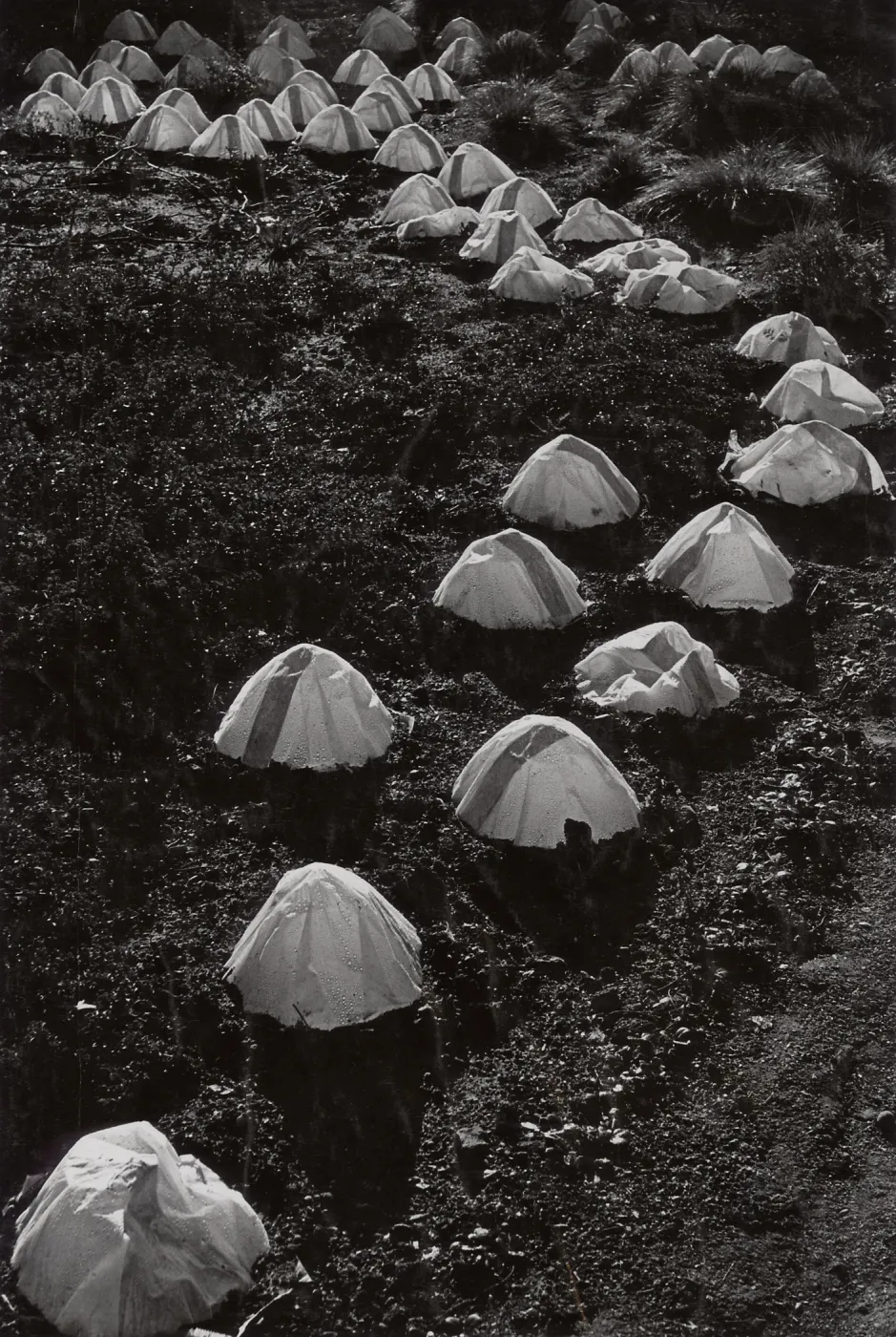 SBBG Meadow, paper cap propagation