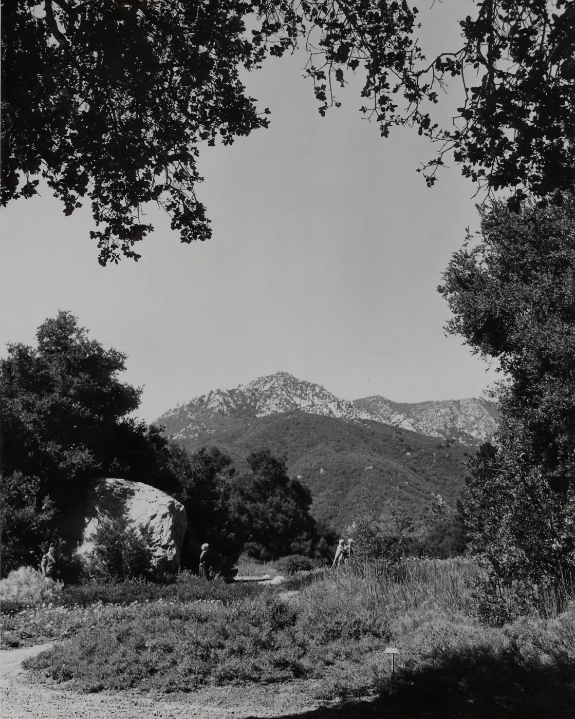 SBBG Meadow, mountain view