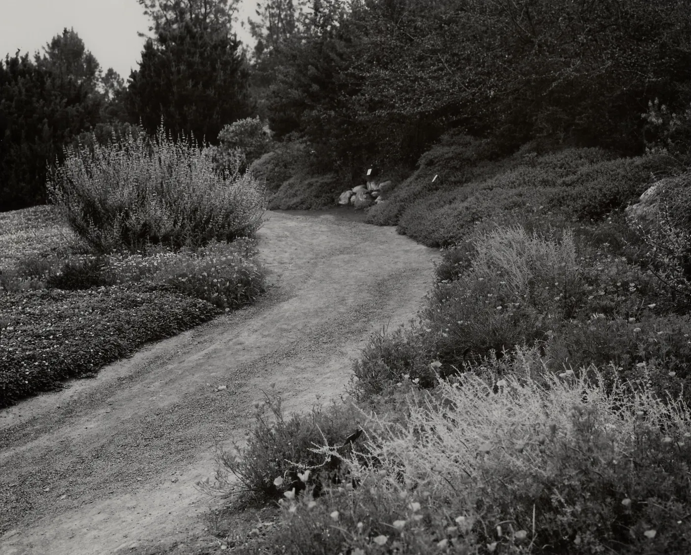 SBBG Meadow path