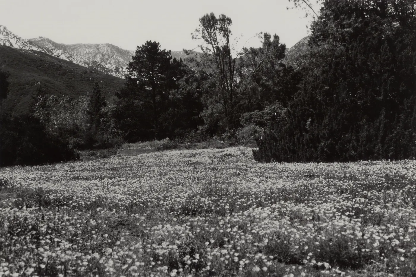 SBBG Meadow California Poppies