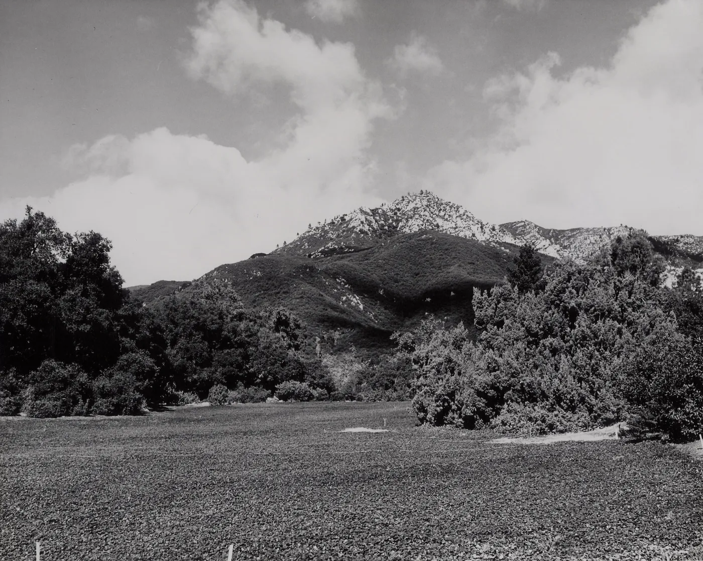 strawberry Meadow, mountain view