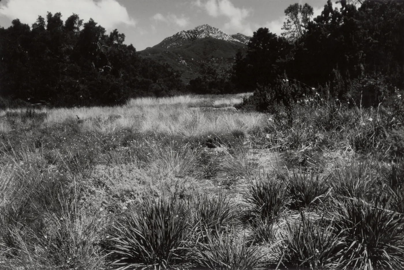 Meadow, SBBG