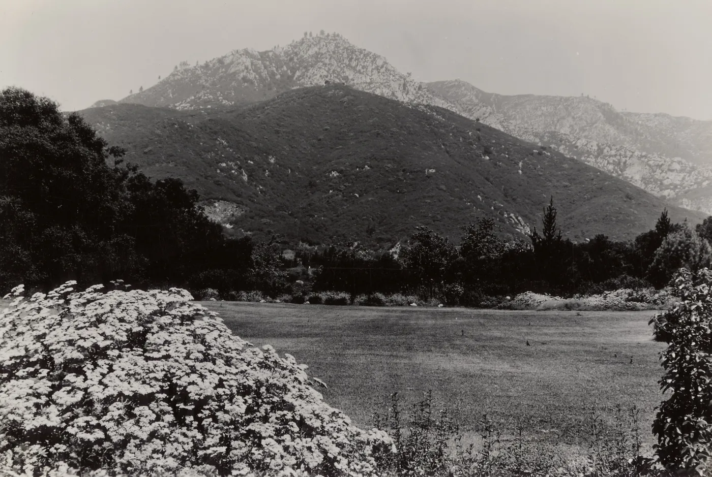 Meadow, SBBG