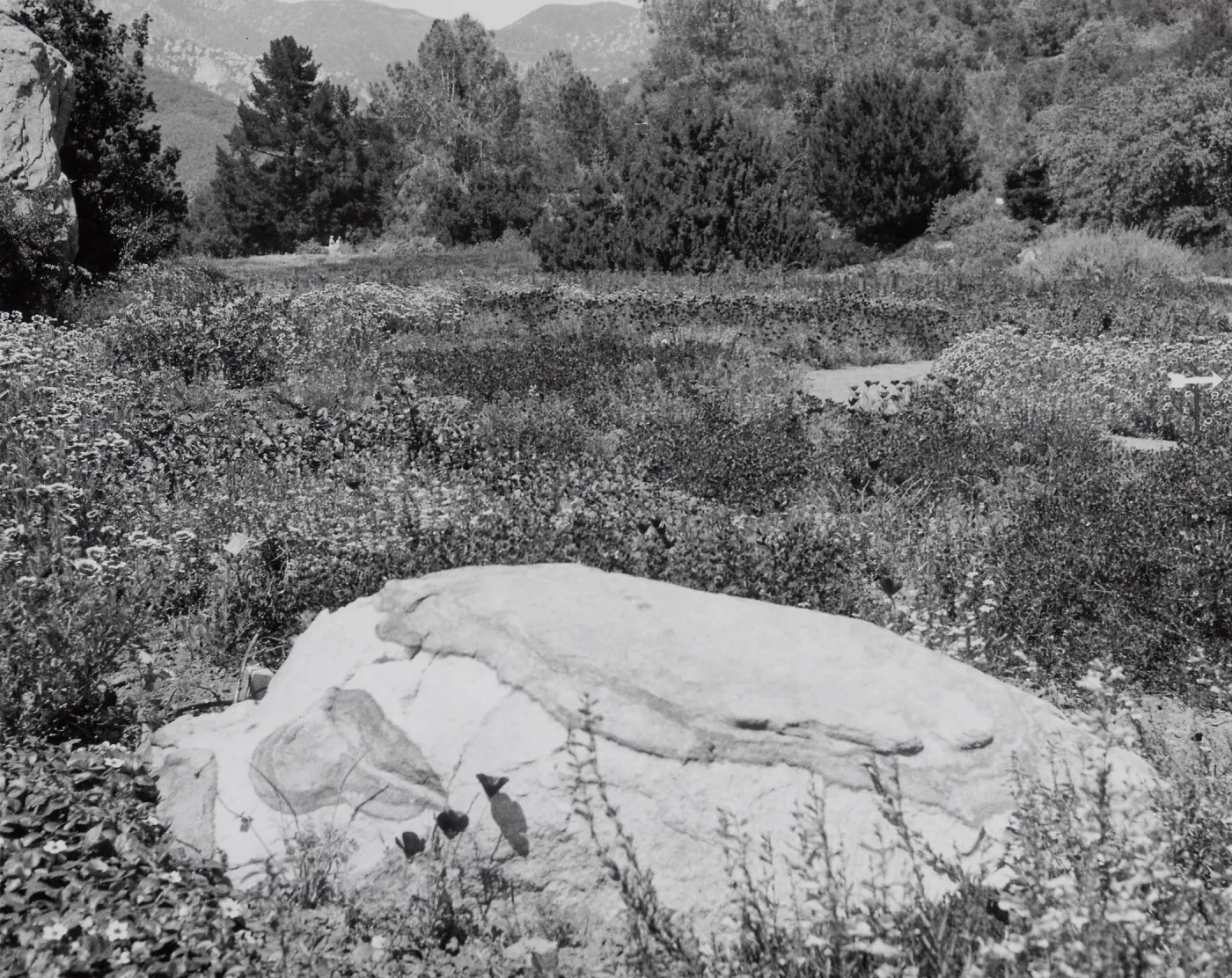 Meadow, SBBG