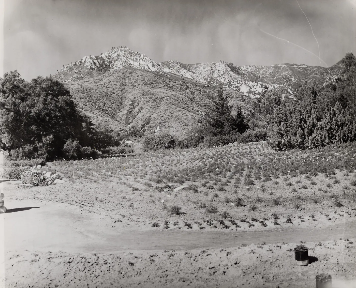newly planted Meadow, SBBG