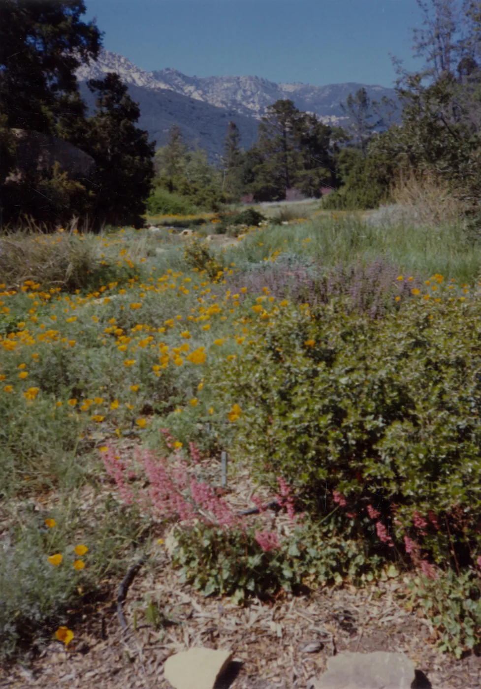 Meadow, SBBG