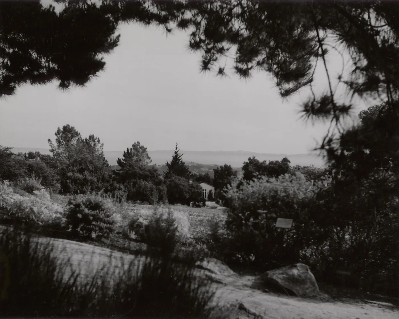 view to Santa Cruz Island over the Meadow, SBBG