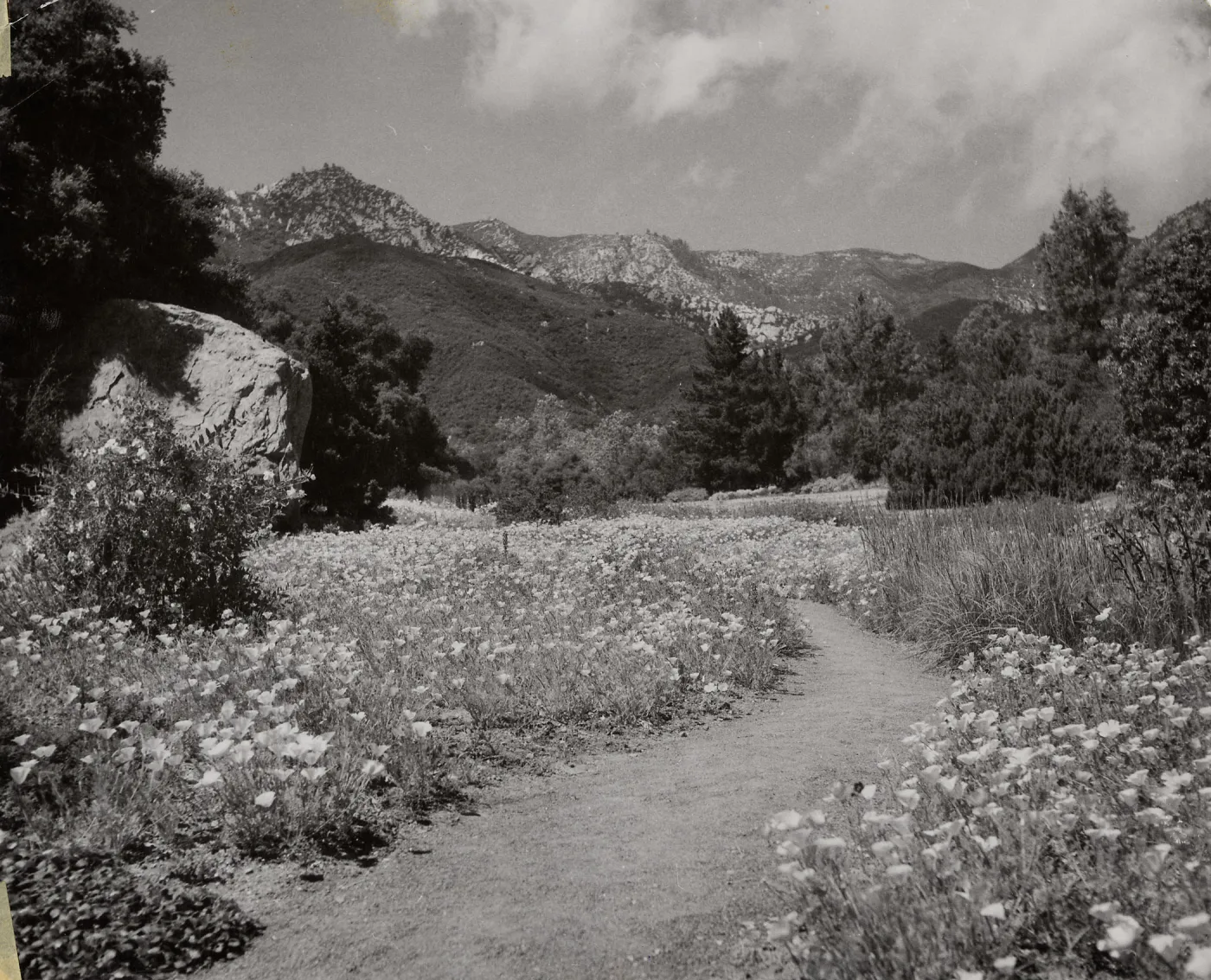 Meadow path, SBBG